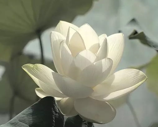 执着抑或放手,你是可以选择的